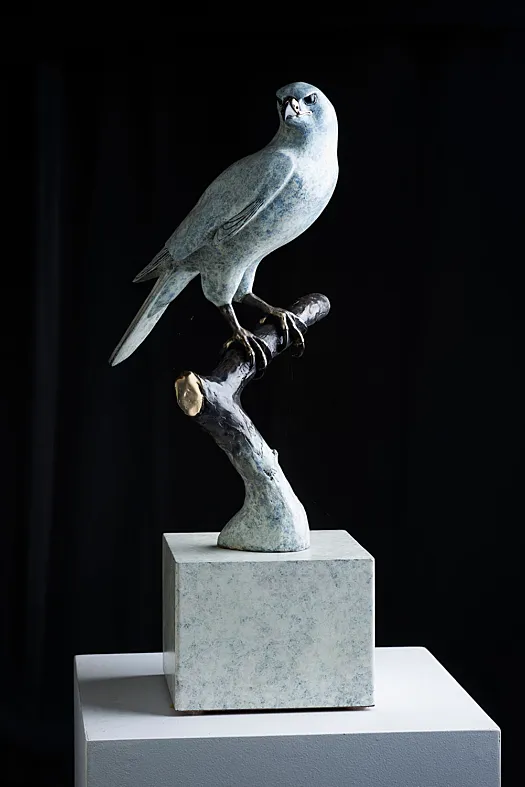 "The One and Only" White Goshawk by Jake Mikoda