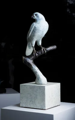 "The One and Only" White Goshawk by Jake Mikoda