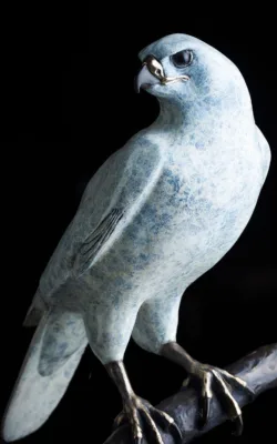 "The One and Only" White Goshawk by Jake Mikoda