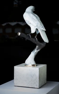 "The One and Only" White Goshawk by Jake Mikoda