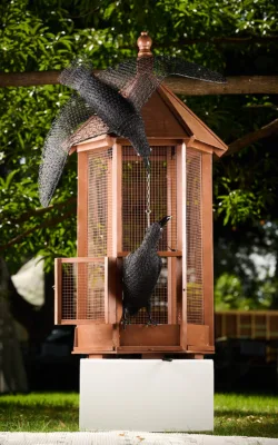 The Reasoning of Ravens by Vicki Combridge