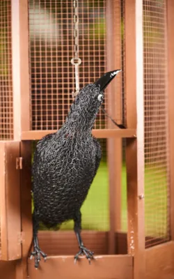 The Reasoning of Ravens by Vicki Combridge
