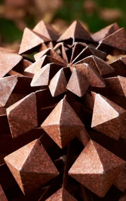 The Sheoak Seed by Matt Hill
