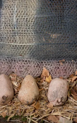 This Little Piggy by Vicki Combridge