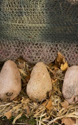 This Little Piggy by Vicki Combridge