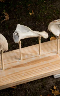 Trilogy in Time by Bronwyn Culshaw