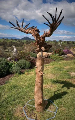 Wally the wedge tailed eagle by Chris Anderson