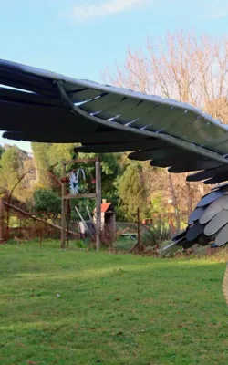 White-bellied Sea-Eagle by Graeme Hardidge