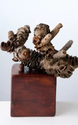 Whoopee! by Jackie Mackinnon