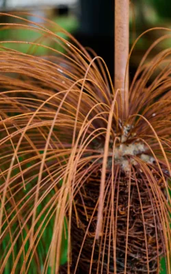Xanthorrhoea - Grass Tree by Ronald Ahl