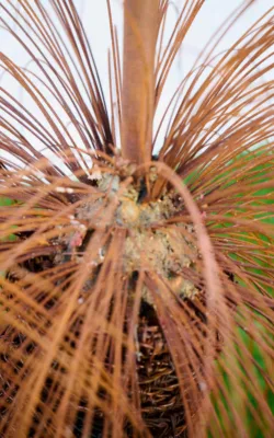 Xanthorrhoea - Grass Tree by Ronald Ahl