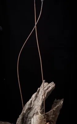 Yarra by Gavin Roberts