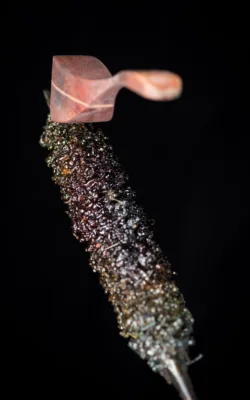 Yarra by Gavin Roberts